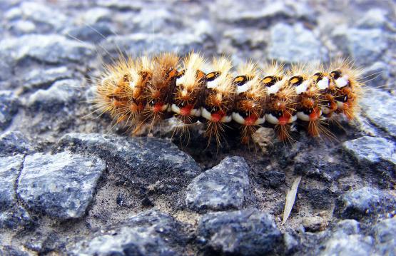 2012-09-cca-Schmetterlingsraupe - Odenwald