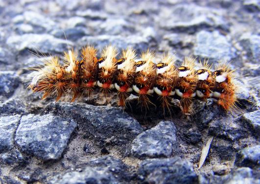 2012-09-ccb-Schmetterlingsraupe - Odenwald