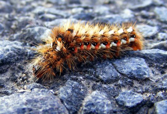 2012-09-ccc-Schmetterlingsraupe - Odenwald