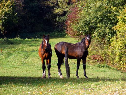 2012-10-fbo-Pferdekoppel bei Haselburg-Odenwald