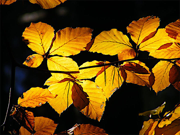 2012-10-fdce-herbstlaub-1