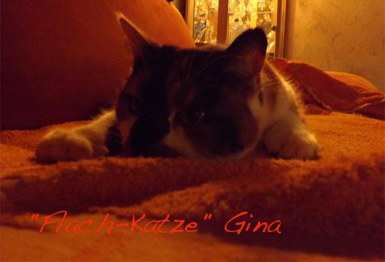 2013-01-dcf-Gina