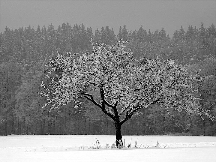 2013-01-eam-vielbrunn-eis-1