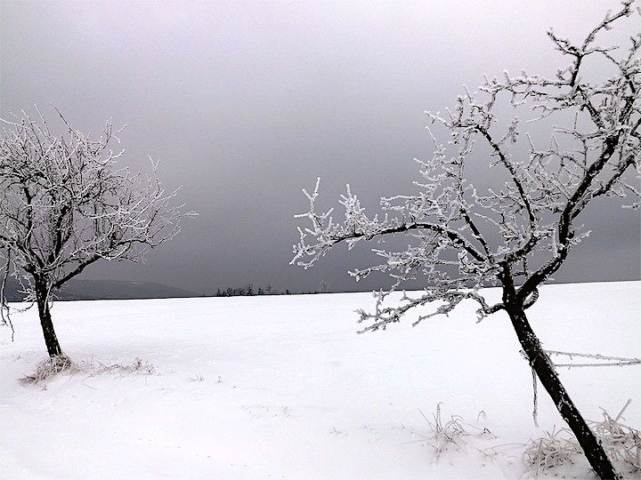 2013-01-eawd-vielbrunn-2