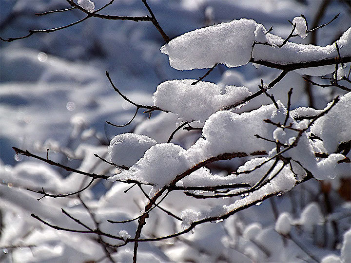 2013-02-agnc-schnee-odw-1