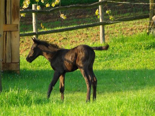 2013-05-bch-Fohlen - Odenwald