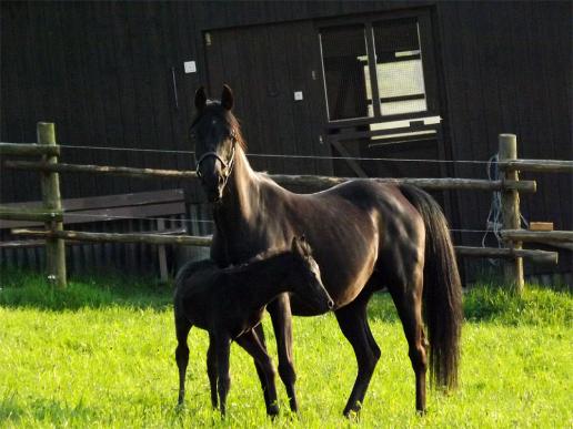 2013-05-bck-Fohlen - Odenwald