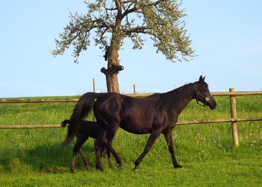 2013-05-bcr-Fohlen - Odenwald