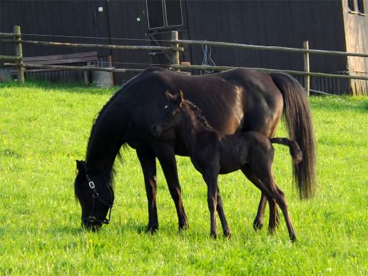 2013-05-bcu-Fohlen - Odenwald