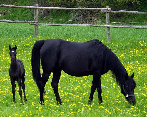 2013-05-ca-Fohlen - Odenwald