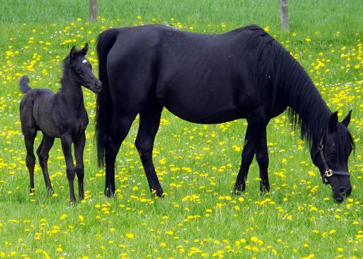 2013-05-caa-Fohlen - Odenwald