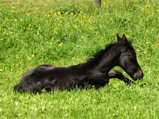 2013-05-cae-Fohlen - Odenwald