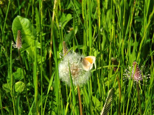 2013-05-dfp-Kleiner Heufalter - Odenwald