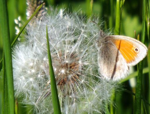 2013-05-dfpa-Kleiner Heufalter - Odenwald