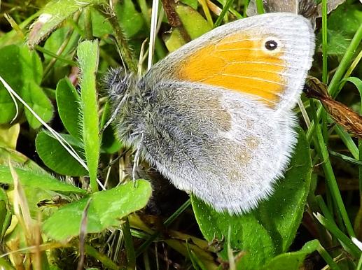 2013-05-dfpb-Kleiner Heufalter - Odenwald