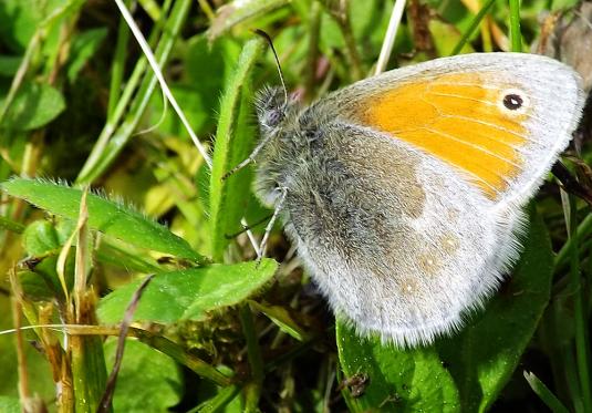 2013-05-dfpc-Kleiner Heufalter - Odenwald