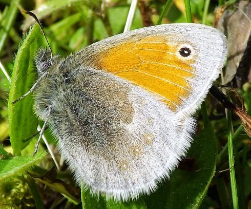 2013-05-dfpd-Kleiner Heufalter - Odenwald