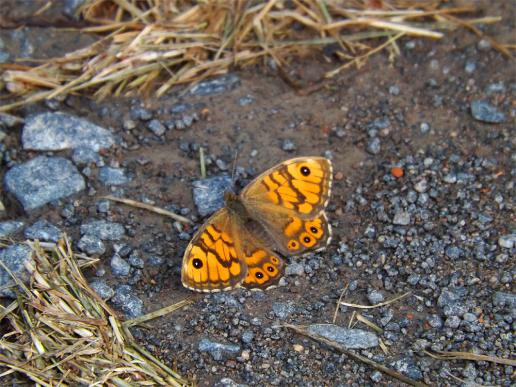 2013-06-cfe-Schmetterling - Odenwald