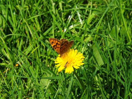 2013-06-cfea-Schmetterling - Odenwald