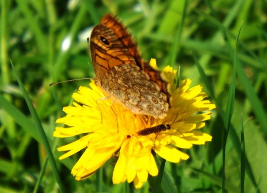 2013-06-cfeb-Schmetterling - Odenwald