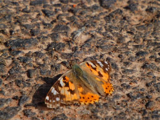 2013-06-cfec-Distelfalter - Odenwald