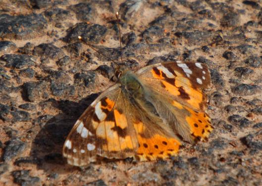 2013-06-cfed-Distelfalter - Odenwald