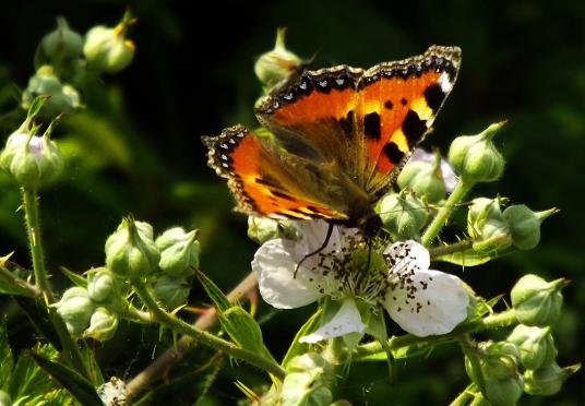 2013-07-acf-Kleiner Fuchs - Odenwald