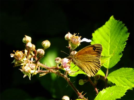 2013-07-acfa-Kleiner Heufalter - Odenwald