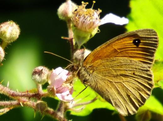 2013-07-acfb-Kleiner Heufalter - Odenwald