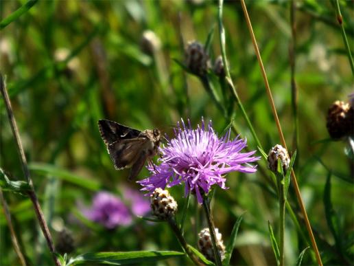 2013-08-abe-Gammaeule - Ostsee