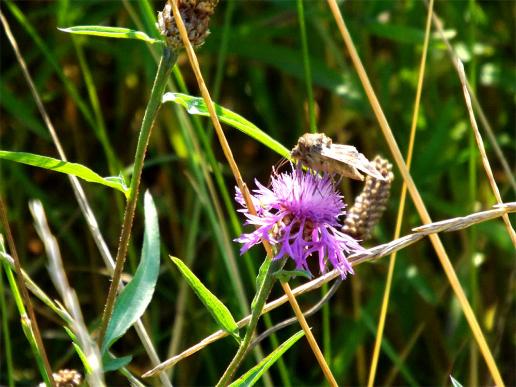 2013-08-abea-Gammaeule - Ostsee