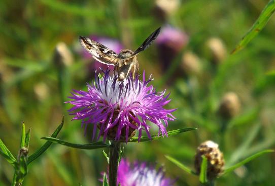 2013-08-abeb-Gammaeule - Ostsee