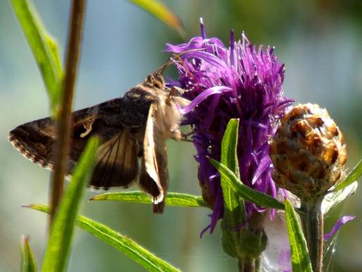 2013-08-abed-Gammaeule - Ostsee