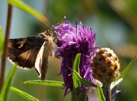 2013-08-abee-Gammaeule - Ostsee