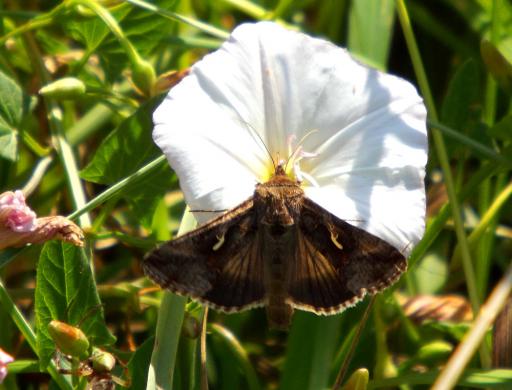 2013-08-abef-Gammaeule - Ostsee