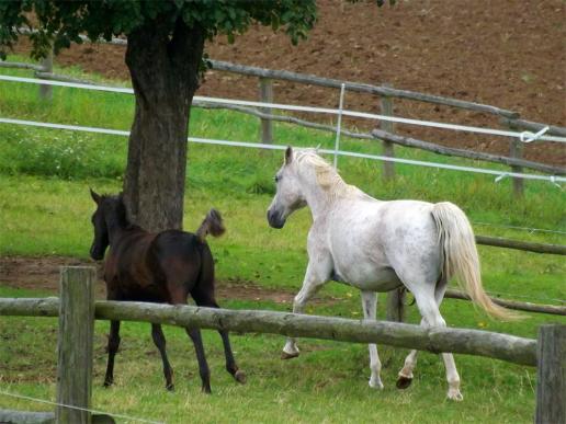 2013-09-agc-Pferde - Odenwald