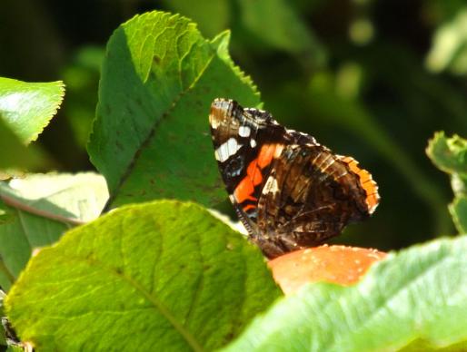 2013-09-bhc-Admiral - Odenwald