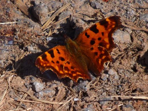 2013-09-c-C-Falter - Odenwald