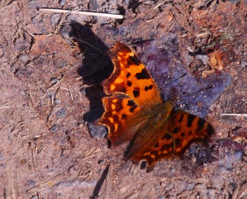 2013-09-ca-C-Falter - Odenwald