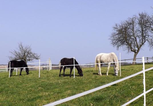 2014-03-bd-Pferde - Odenwald