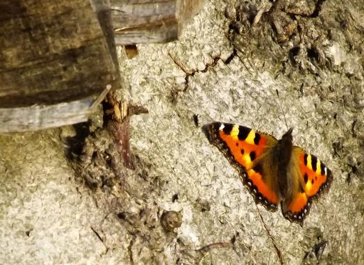 2014-03-br-Kleiner Fuchs - Odenwald