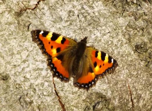 2014-03-bra-Kleiner Fuchs - Odenwald