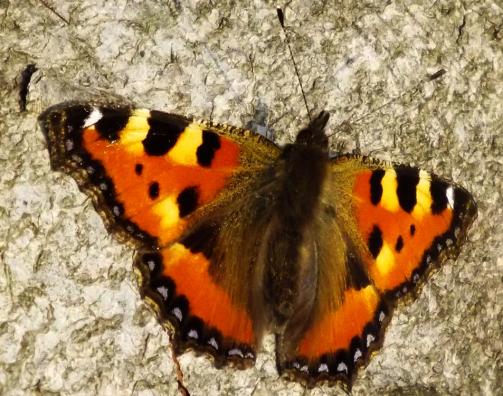 2014-03-brb-Kleiner Fuchs - Odenwald