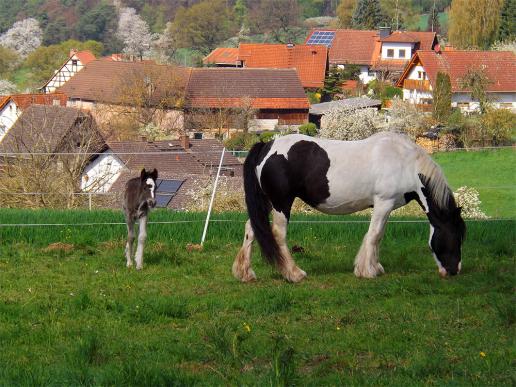 2014-04-ag-Pferde - Odenwald