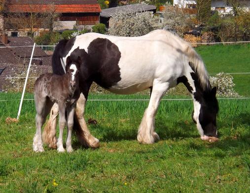 2014-04-agb-Pferde - Odenwald