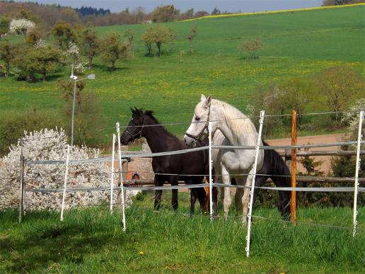 2014-04-agdw-Pferde - Odenwald