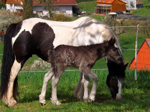 2014-04-agd-Pferde - Odenwald