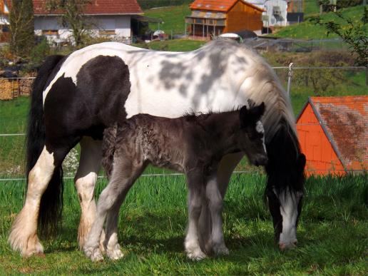 2014-04-age-Pferde - Odenwald