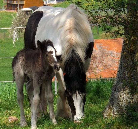 2014-04-agf-Pferde - Odenwald