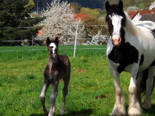 2014-04-agh-Pferde - Odenwald